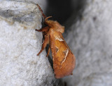 0023   Triodia sylvina  8610.jpg