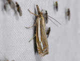 1811   Crambus silvella  8831.jpg