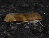 3002 Noctua fimbriata 8873.jpg
