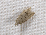 0984 Teleiodes vulgella 4321.jpg