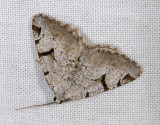 2188   Macaria wauaria  4269.jpg
