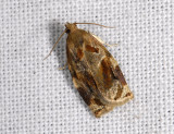1309   Archips xylosteana  4245.jpg