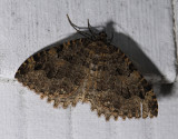 2409   Triphosa dubitata  9013.jpg