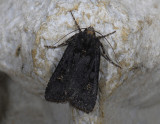 2976 Euxoa nigricans 9154.jpg