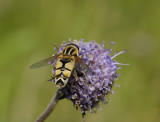 Helophilus trivittatus  9417.jpg