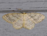 2310   Idaea biselata  8732.jpg