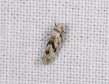 0982 Stenolechia gemmella 9449.jpg