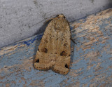 3003   Noctua orbona  4679.jpg