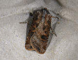 2982   Agrotis clavis  0799.jpg