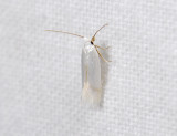 0122   Opostega salaciella  0820.jpg