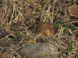 Muscardinus avellanarius  0792.jpg