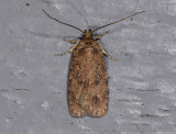 0547   Agonopterix heracliana  10319.jpg