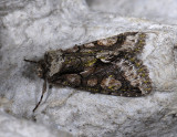 2703   Allophyes oxyacanthae  10527.jpg