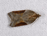 1241   Acleris laterana  10526.jpg