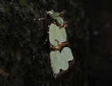 2878   Staurophora celsia  10517.jpg