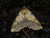 2747   Xanthia togata  10509.jpg