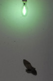 Plecotus auritus  10551.jpg