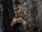2817   Phlogophora meticulosa  10463.jpg