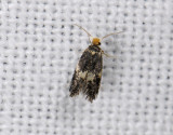 0112   Ectoedemia albifasciella  1932.jpg