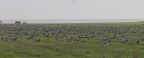 olandDSC1059.jpg