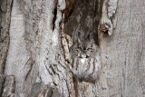 Screech Owl - Oshkosh WI
