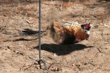 These dust baths are important for feather maintenance.