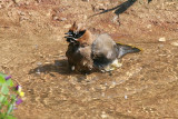 Cedar Wax Wing