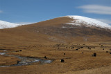 Yaks