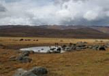 Grassland