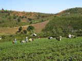 Tea plantation