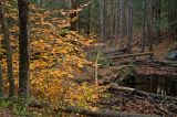 Vernal pool