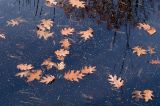 Floating leaves