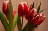 tulips2.jpg