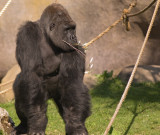 Gorilla1.jpg