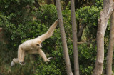 Gibbon9.jpg