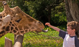giraffe feeding.jpg