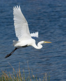 Great White Egret on Mossy Trail Pond