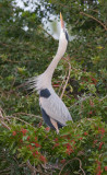 Great Blue Heron