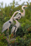 GBH on nests
