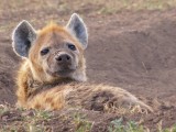 Hyena with flies at rest
