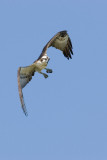 Osprey hunting