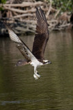 Osprey with fish stolen from Pelican