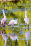 Roseate Spoonbills