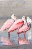 Roseate Spoonbills