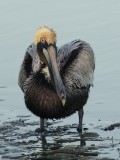 Brown Pelican