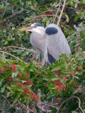 GBH - Venice Rookery
