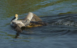 Pelican caught by Alligator