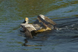 Pelican caught by Alligator
