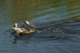 Pelican caught by Alligator