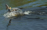 Pelican caught by Alligator